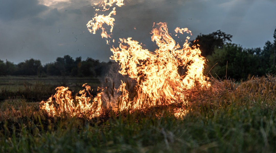 Turning Agricultural Waste into Packaging: A Sustainable Solution to Combat Pollution