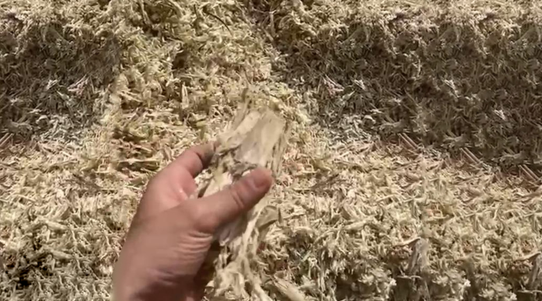 Bagasse Breakdown Bagasse Breakdown